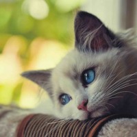 Hình đại diện Liễu Thùy My